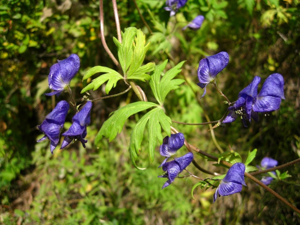 Изображение особи Aconitum woroschilovii.