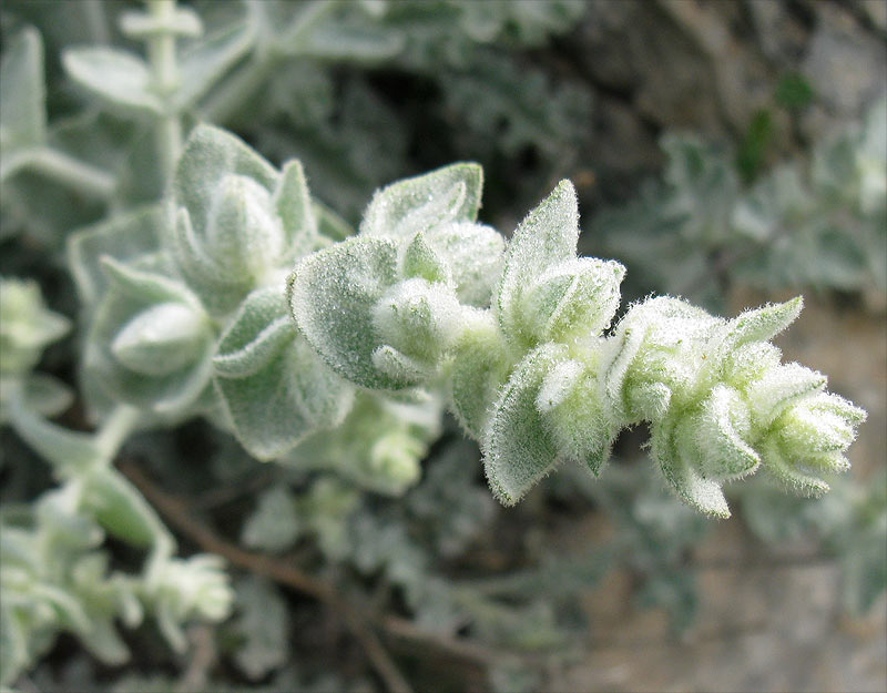 Image of genus Verbascum specimen.