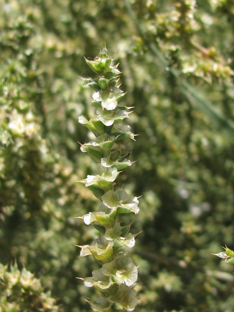 Изображение особи Salsola tragus.