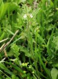 Litwinowia tenuissima