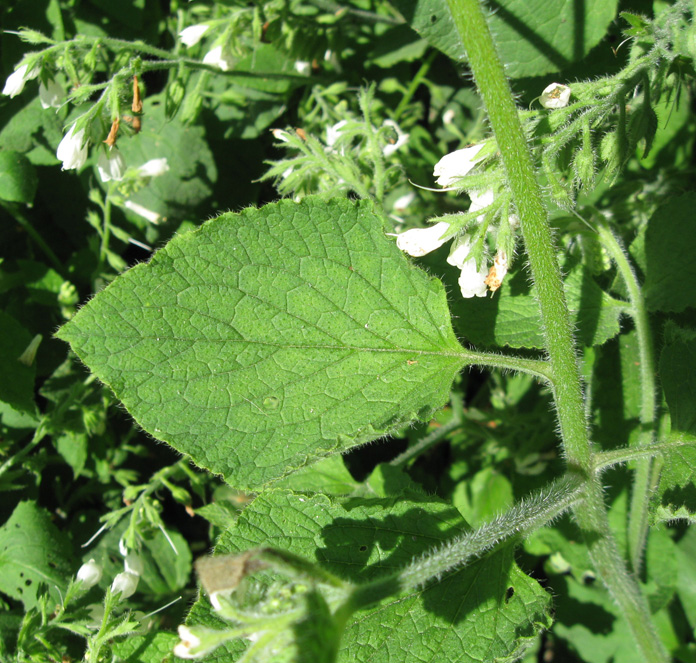 Изображение особи Symphytum tauricum.