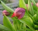 Cypripedium macranthos