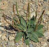 Plantago depressa. Плодоносящее растение. Приморье, окр. пос. Терней. 14.08.2012.
