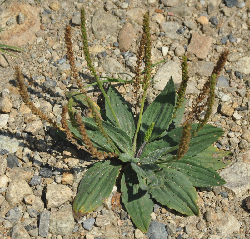 Изображение особи Plantago depressa.