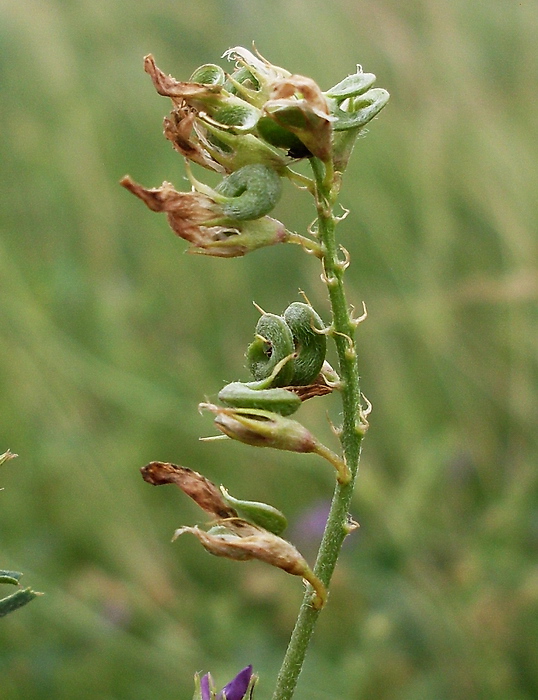 Изображение особи Medicago sativa.