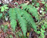 Polystichum setiferum