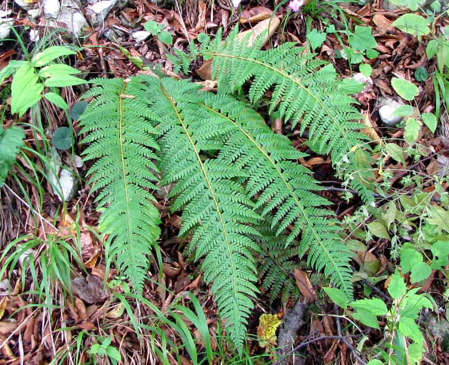 Image of Polystichum setiferum specimen.