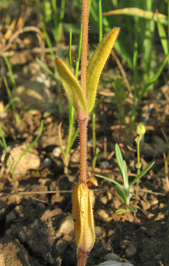 Изображение особи Holosteum glutinosum ssp. liniflorum.