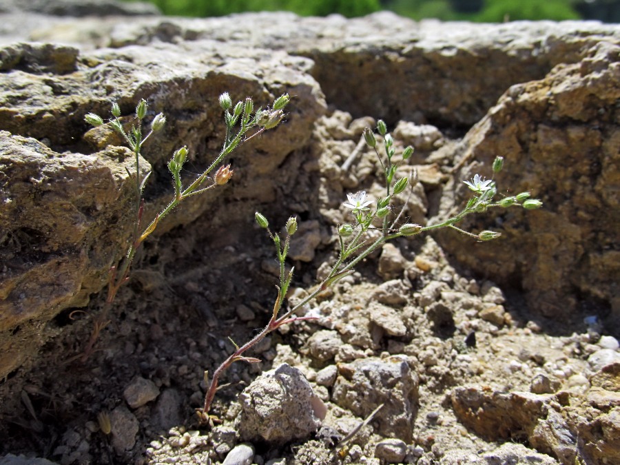 Image of Minuartia bilykiana specimen.