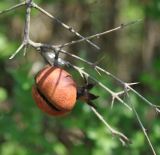 Punica granatum. Верхушка ветви с прошлогодним плодом. Нагорный Карабах, окр. г. Шуши, Унотское ущелье. 05.05.2013.