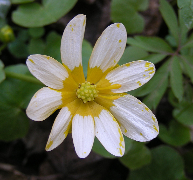 Image of Ficaria verna specimen.