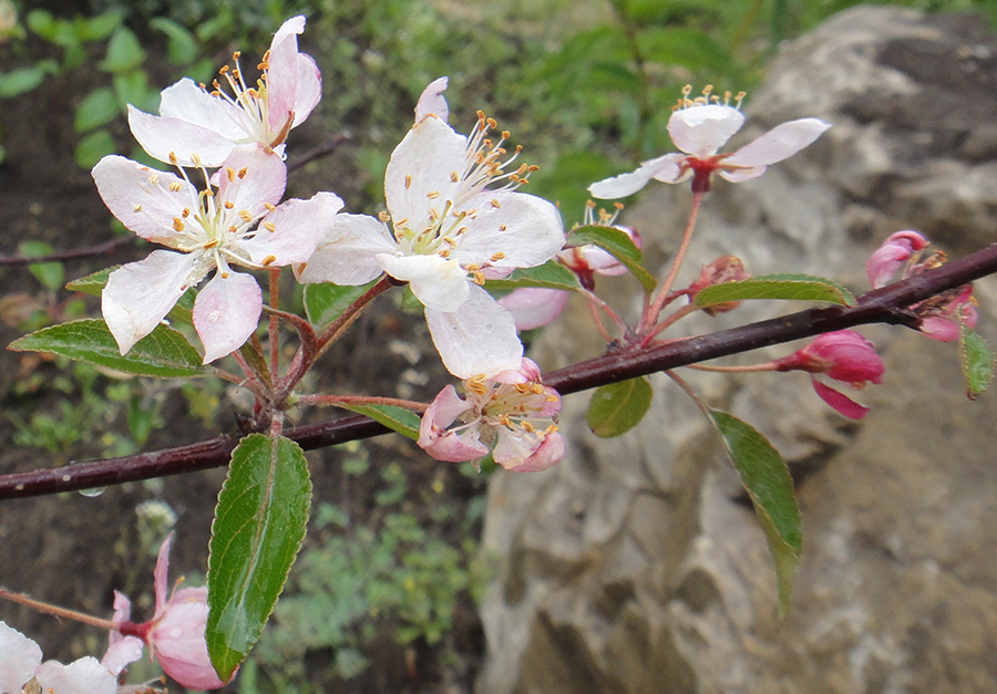 Image of familia Rosaceae specimen.