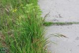 Carex acuta. Цветущее растение. Иркутская обл., окр. курорта Усть-Кут. 15.06.2013.
