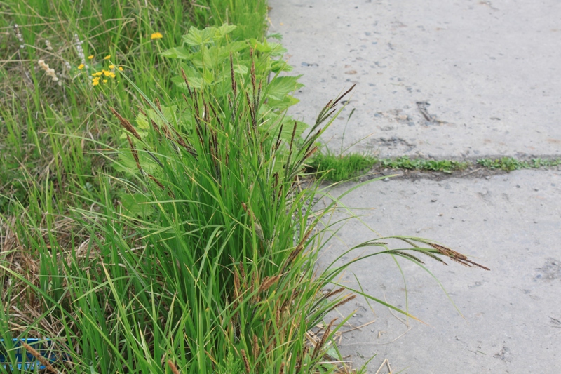 Image of Carex acuta specimen.