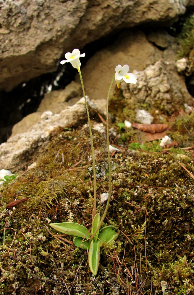 Изображение особи Pinguicula alpina.