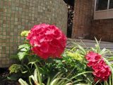 Hydrangea macrophylla