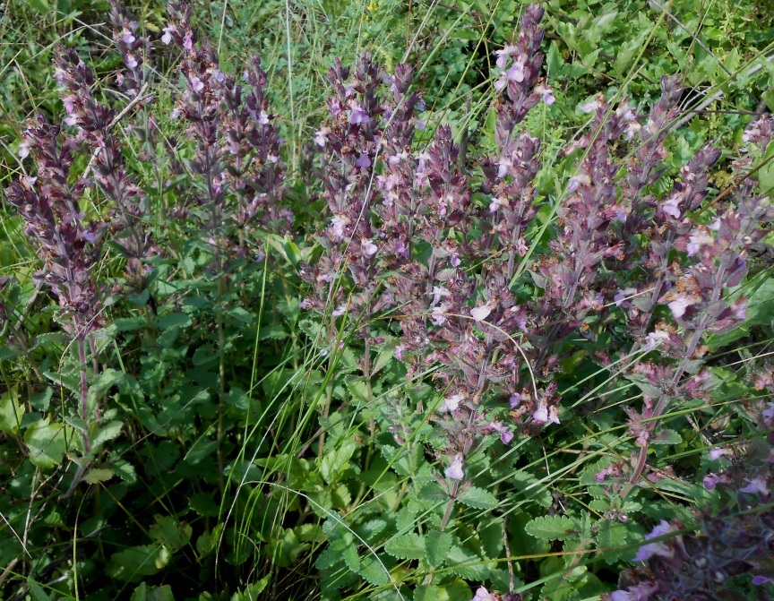 Image of Teucrium chamaedrys specimen.