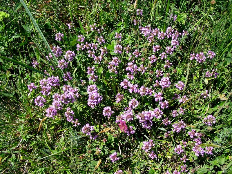Изображение особи Thymus ovatus.