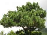 Pinus pallasiana. Крона взрослого дерева. Краснодарский край, окр. г. Геленджик, Маркотхский хр., сосновый лес. 31.07.2013.
