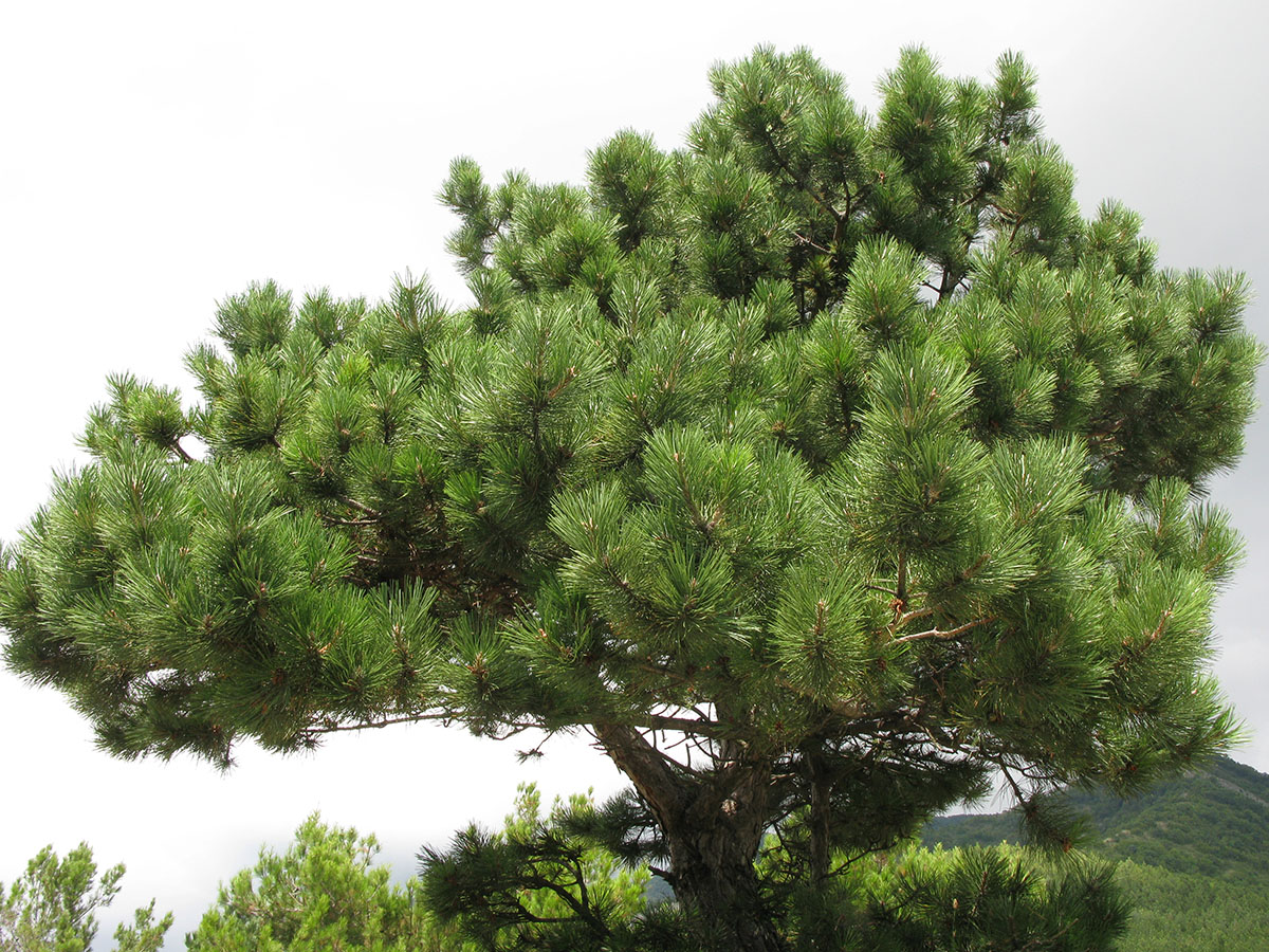 Изображение особи Pinus pallasiana.