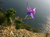 Delphinium paniculatum