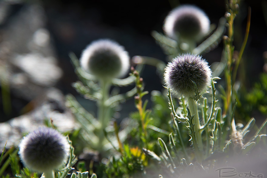 Изображение особи Echinops humilis.
