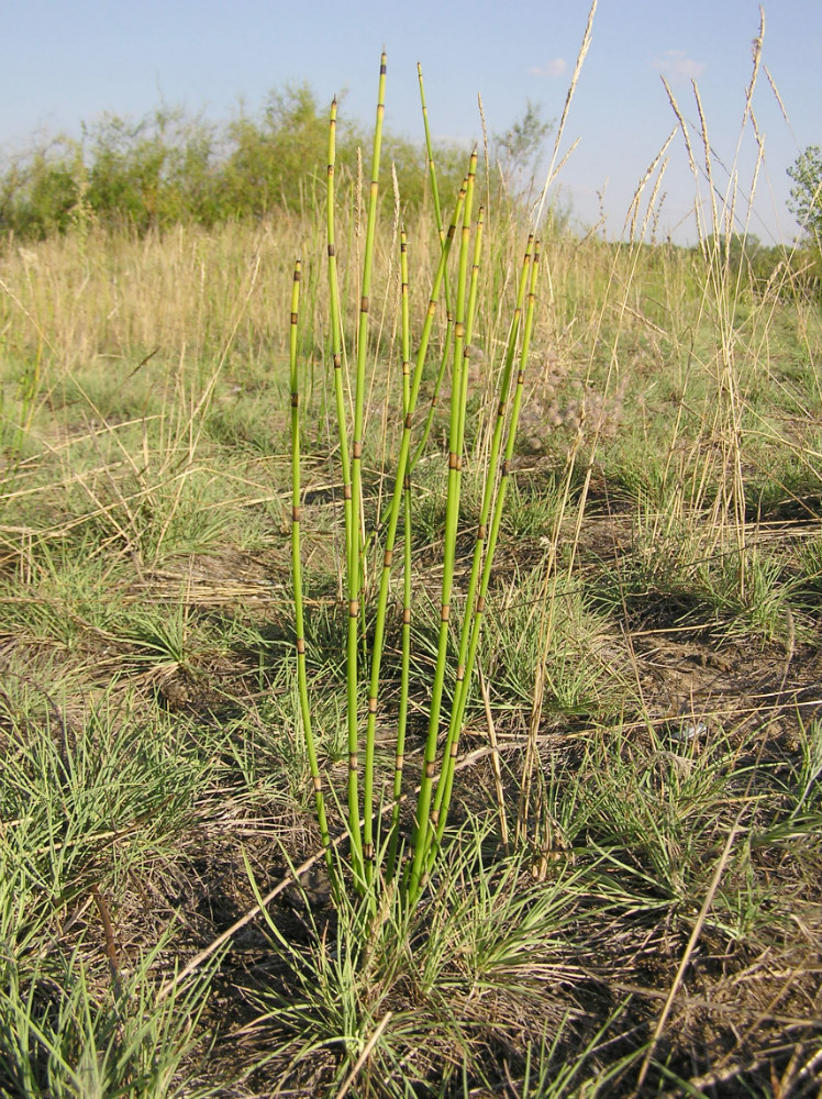 Image of Equisetum × moorei specimen.