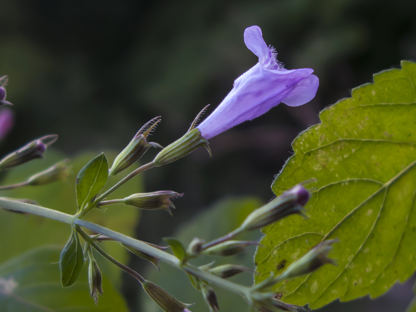 Image of Drymosiphon grandiflorus specimen.