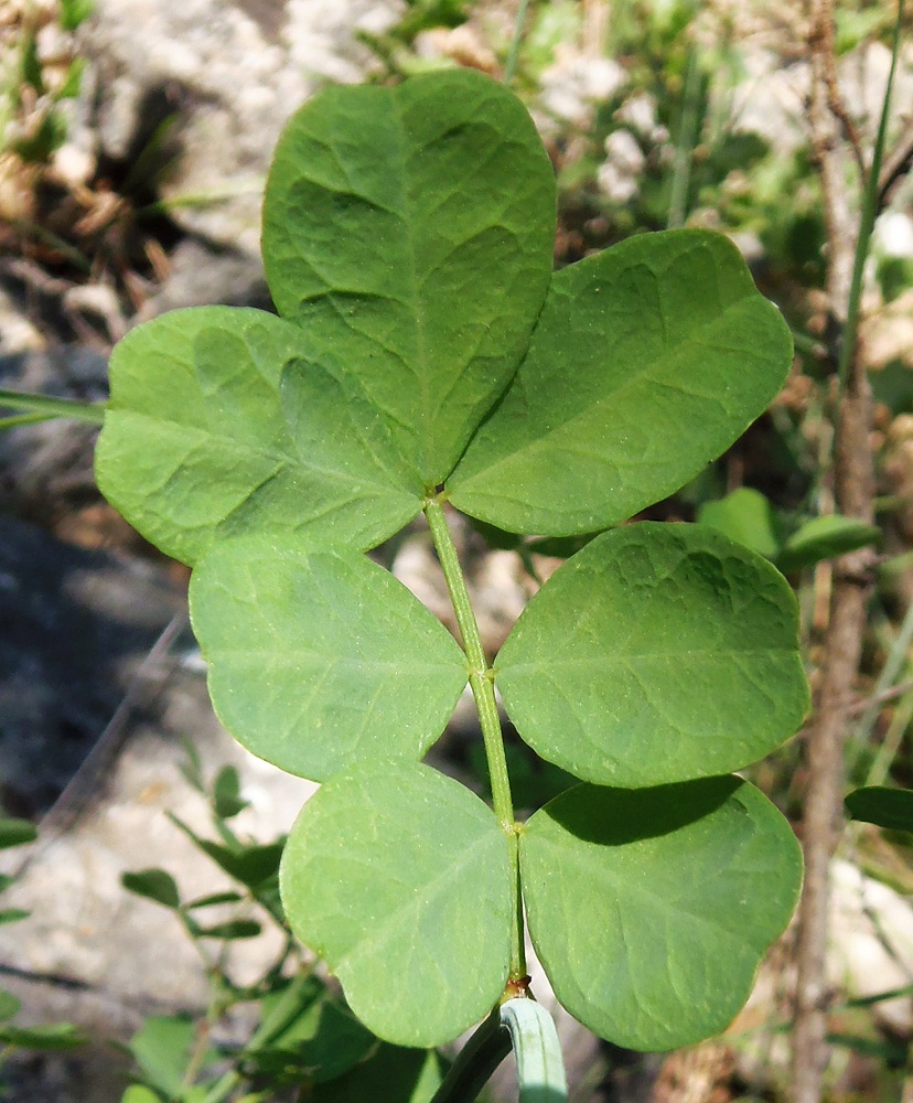 Image of Hippocrepis emeroides specimen.