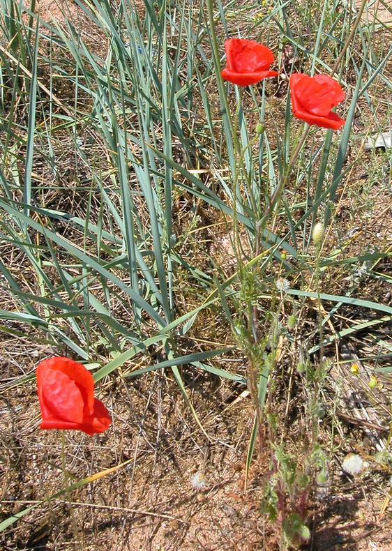 Изображение особи Papaver rhoeas.