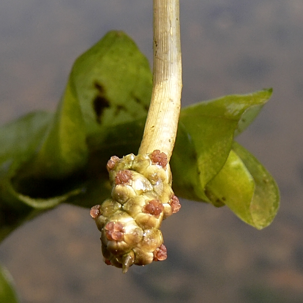 Изображение особи Potamogeton perfoliatus.