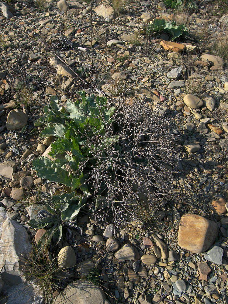 Изображение особи Crambe maritima.