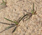 Plantago maritima