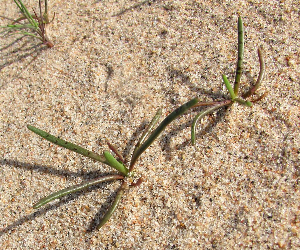 Image of Plantago maritima specimen.