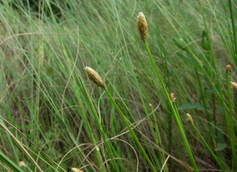 Изображение особи Eleocharis tetraquetra.