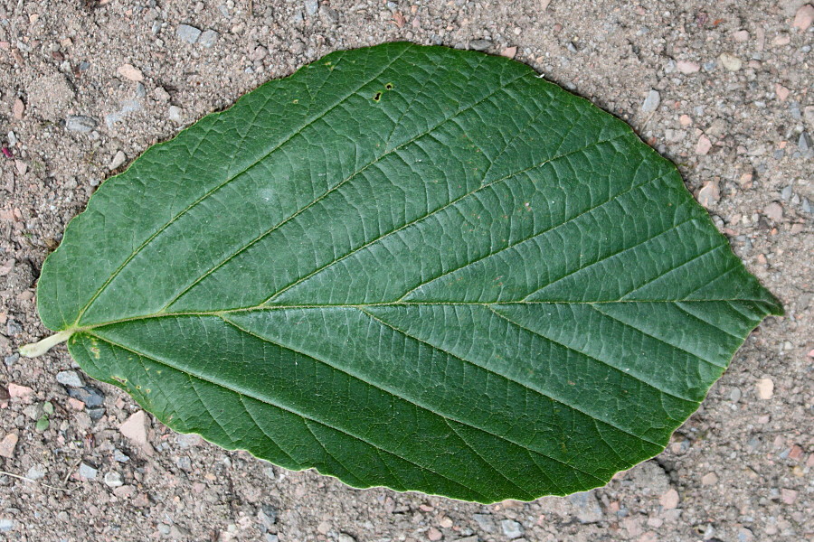 Image of Hamamelis mollis specimen.