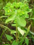 Euphorbia helioscopia