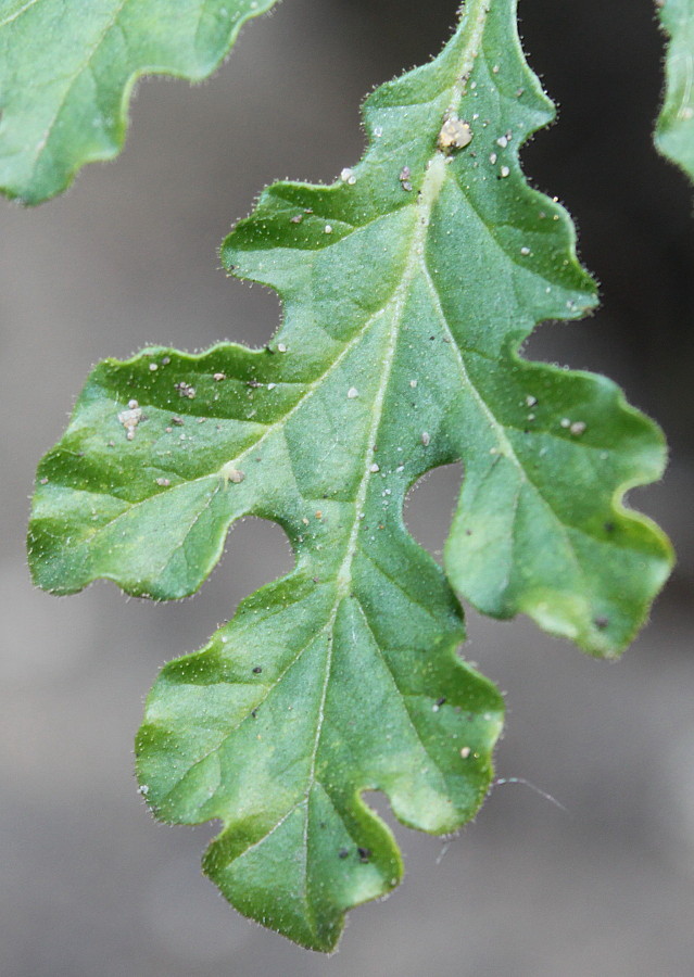 Image of Solanum citrullifolium specimen.