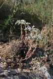 Sedum alberti