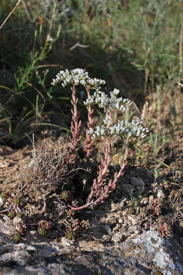 Изображение особи Sedum alberti.