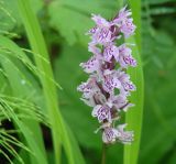 Dactylorhiza fuchsii. Соцветие. Иркутская обл., Иркутский р-н, окр. с. Максимовщина, р. Иркут, лес. 13.07.2013.