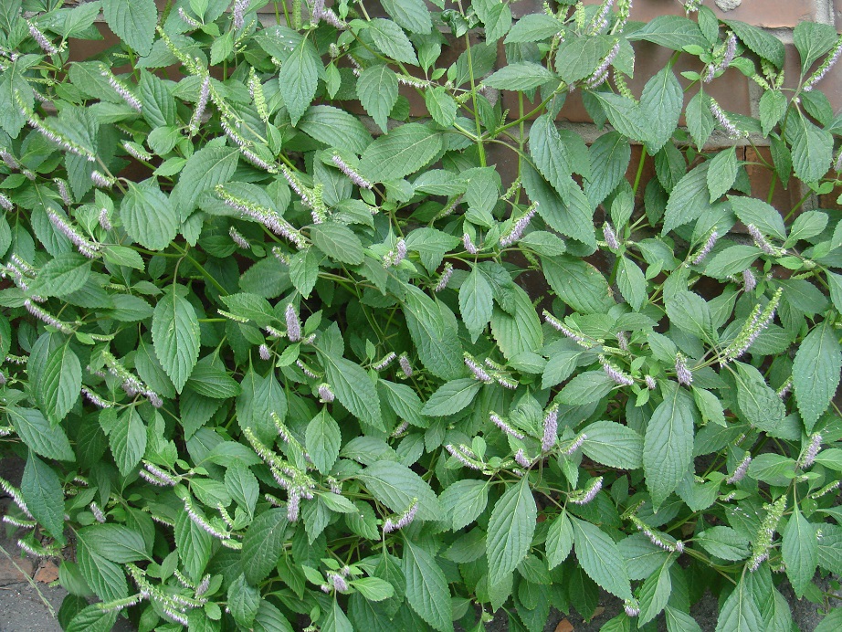 Image of Elsholtzia ciliata specimen.