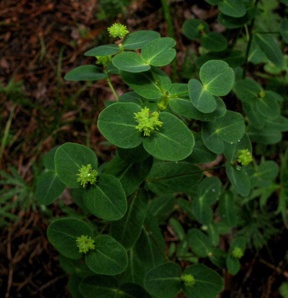 Image of Euphorbia jenisseiensis specimen.