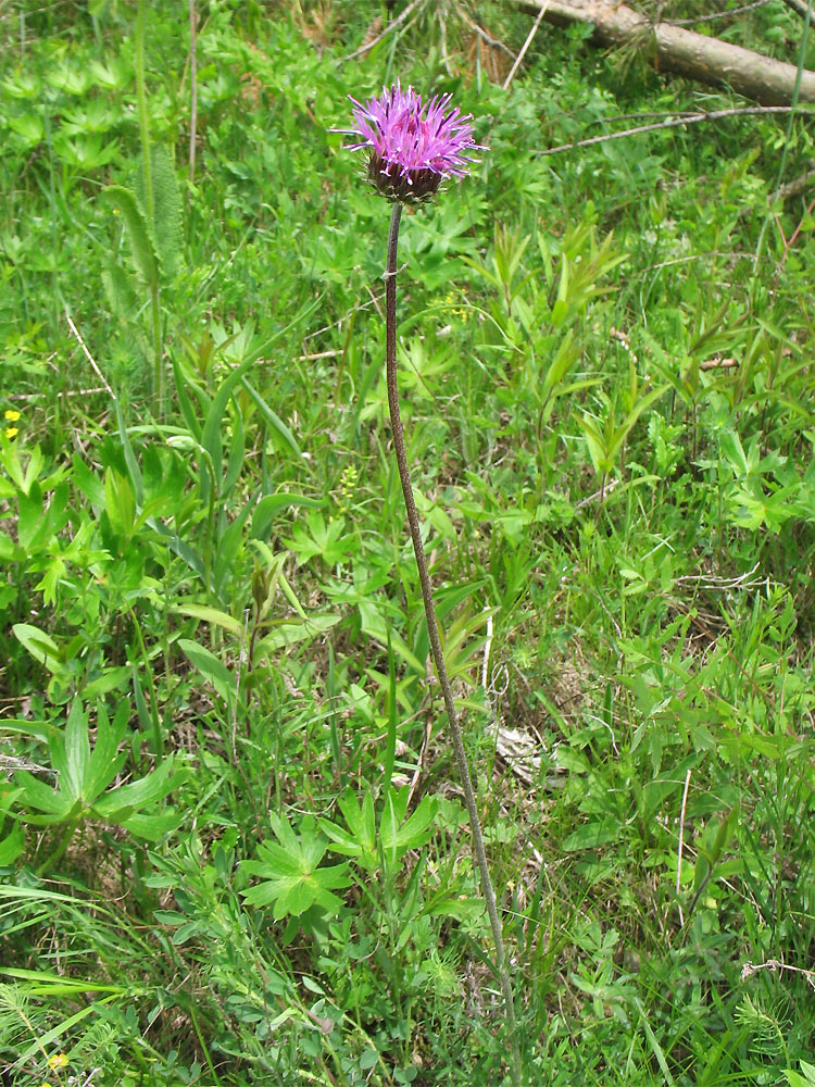 Image of Jurinea calcarea specimen.