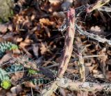 род Cylindropuntia. Часть ветки. Германия, г. Дюссельдорф, Ботанический сад университета. 02.03.2014.