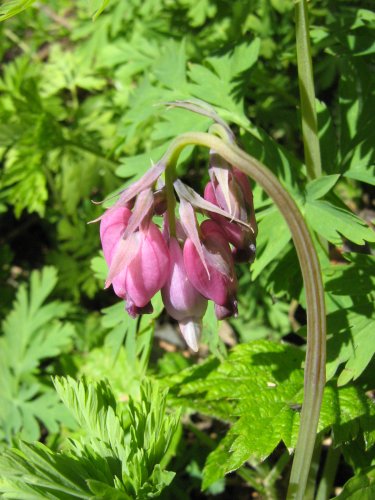 Изображение особи Dicentra formosa.