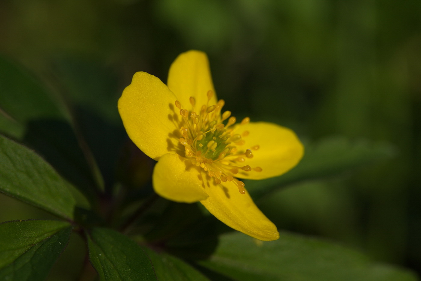 Изображение особи Anemone ranunculoides.