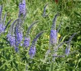 Veronica longifolia. Верхушки цветущих растений. Восточный Казахстан, Уланский р-н, окр. с. Украинка. 29.06.2011.