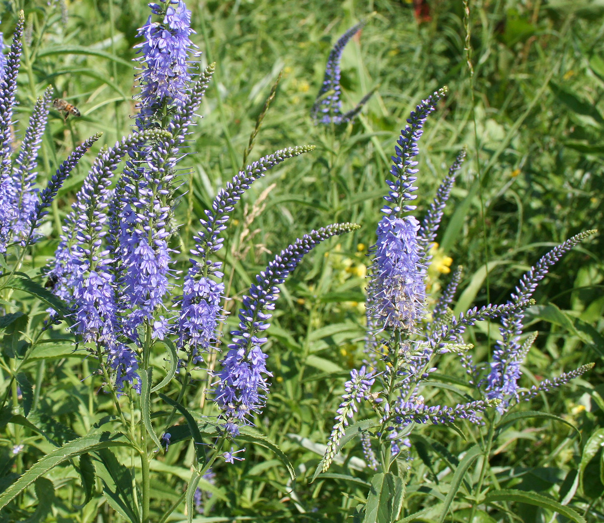 Изображение особи Veronica longifolia.