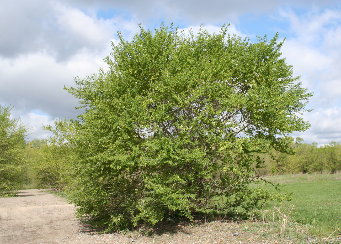 Изображение особи Ulmus pumila.